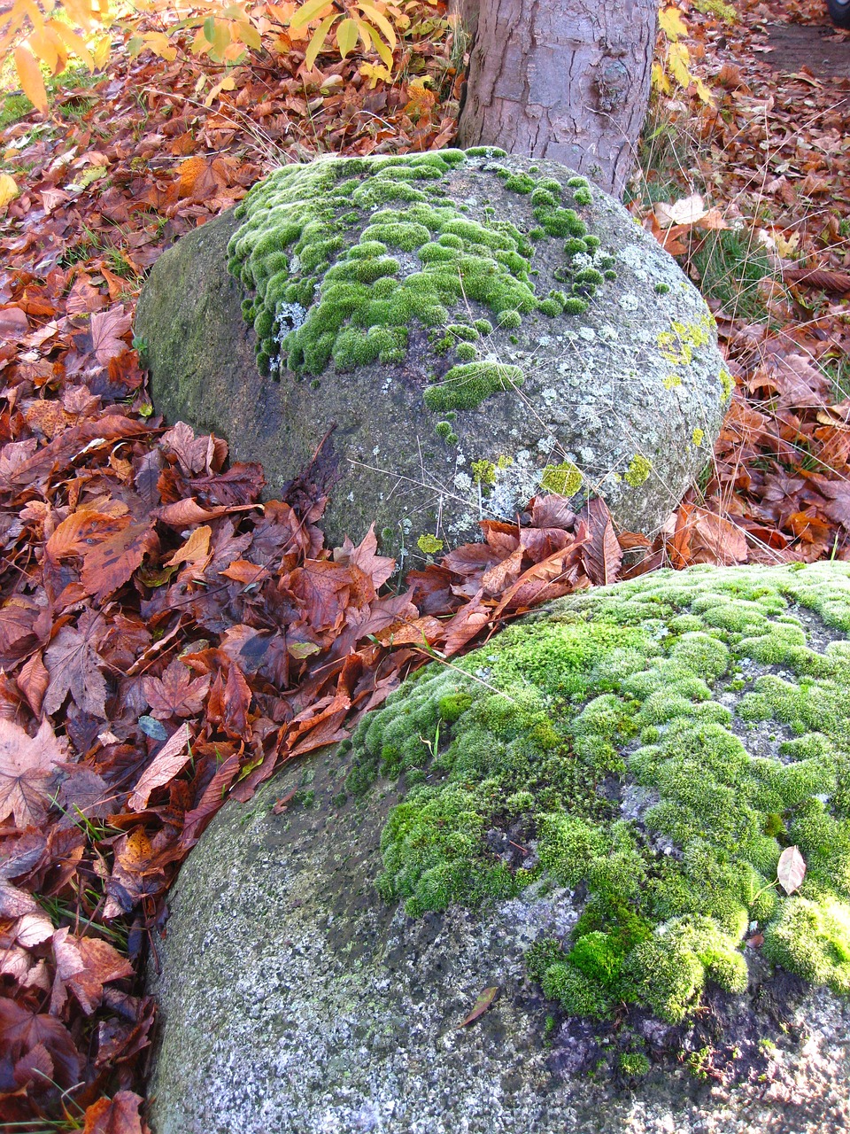 魚缸綠苔怎么清理視頻教程(清理魚缸綠苔的好辦法) 過背金龍魚 第2張