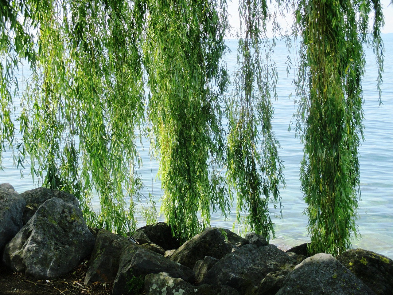 淄博哪里有批發(fā)魚缸的市場啊多少錢（魚缸造景用的石頭一般用什么） 廣州景觀設計 第2張