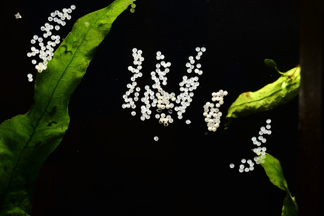 金龍魚和菠蘿魚混養(yǎng)（在水里超過二十天的魚卵還能浮出魚嗎）