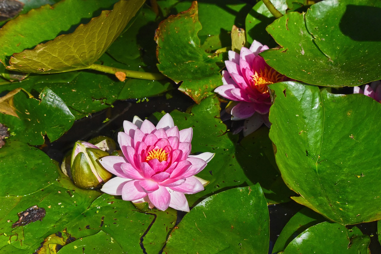 燕魚(yú)缸造景的怎么排便（鱈魚(yú)為什么賣(mài)的都沒(méi)有頭） 廣州景觀設(shè)計(jì) 第2張