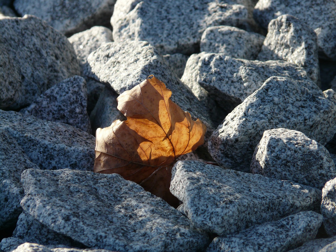 紅龍魚種類排名圖片欣賞(紅龍魚種類排名圖片欣賞)