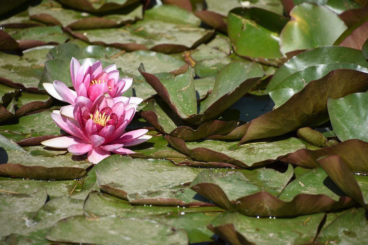 魚(yú)缸養(yǎng)錦鯉魚(yú)幾天換水(缸養(yǎng)錦鯉每天換水好不) 魚(yú)缸風(fēng)水 第4張