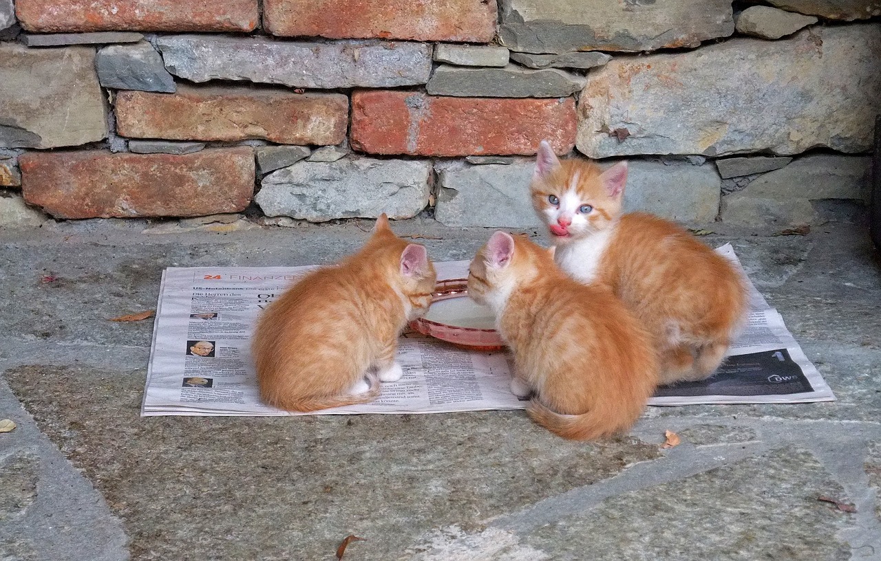 豬鼻龜不好好吃飼料怎么辦(豬鼻龜吃飼料好嗎)