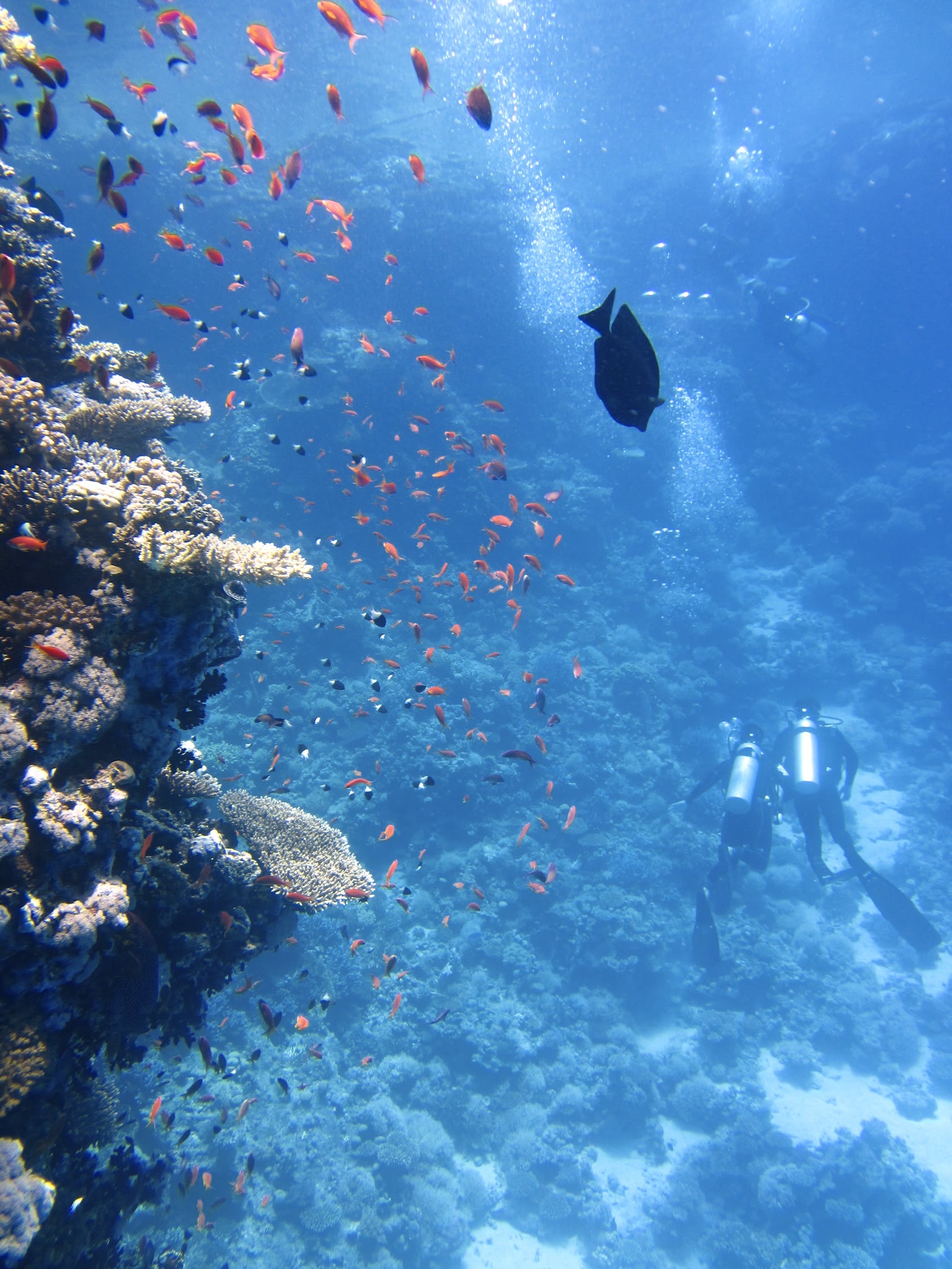 海洋生態(tài)魚(yú)缸造景圖片高清大圖（斑鱖魚(yú)缸用什么造景）