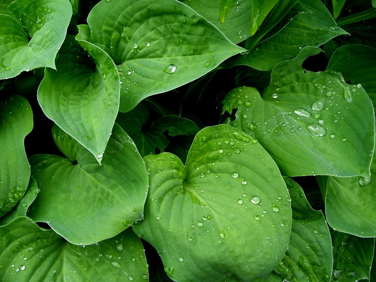 魚缸小型水草怎么養(yǎng)（藍(lán)精靈水草養(yǎng)殖方法） 水草 第1張