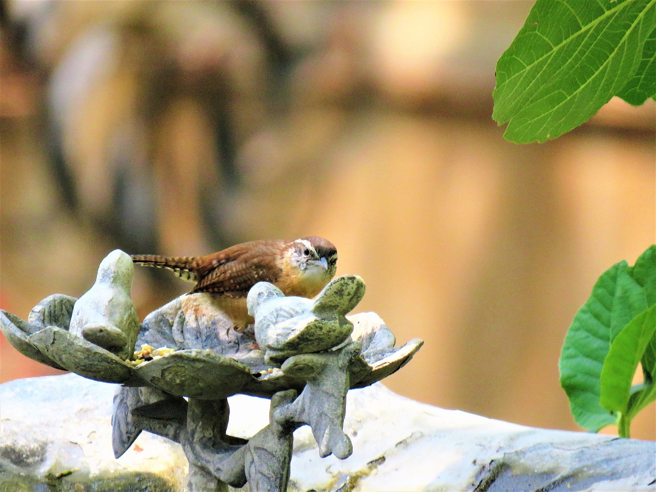 關(guān)于金龍魚(yú)的故事（關(guān)于金龍魚(yú)的資料） 稀有金龍魚(yú) 第2張