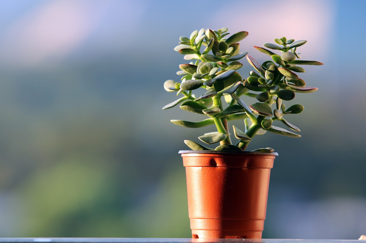 魚缸旁邊能放植物嗎(魚缸旁邊能放植物嗎風(fēng)水)