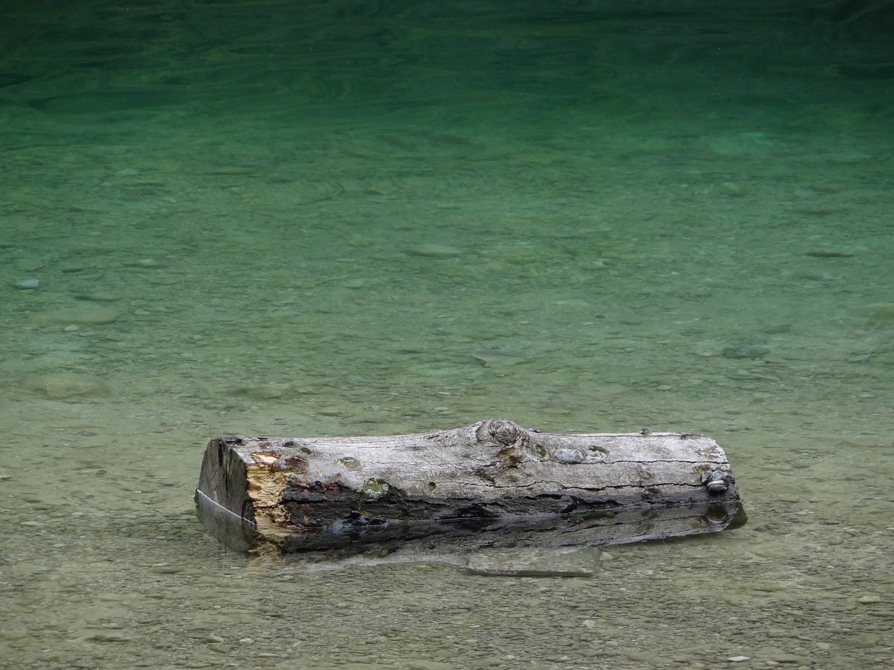 魚缸長褐藻怎么處理（魚缸里的褐藻怎樣才能一次去除） 魚缸百科 第1張