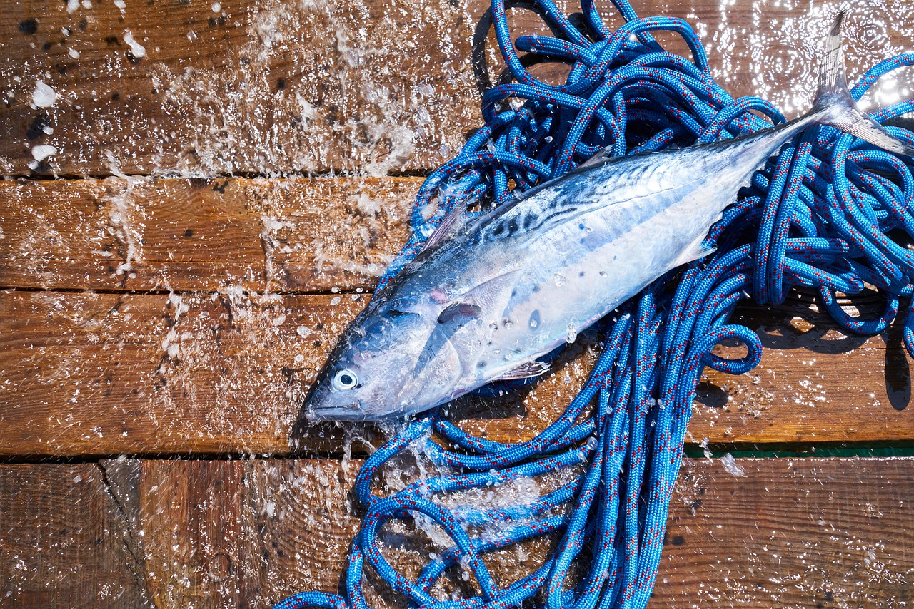 魚缸整體換水 魚缸整體換水需不需要加鹽 可麗愛魚缸