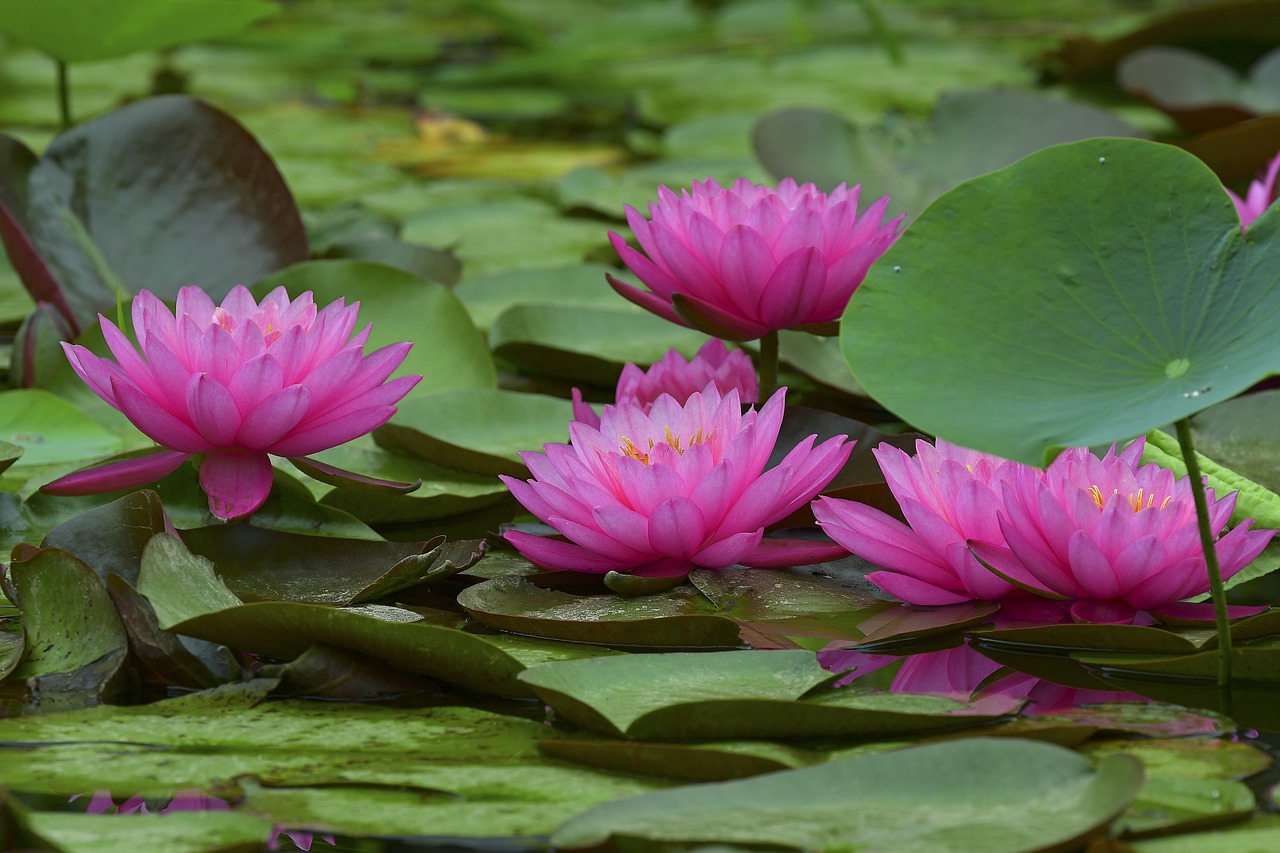 魚缸造景構(gòu)圖圖片高清（少女旗袍有哪些款式，怎么拍照片效果好）