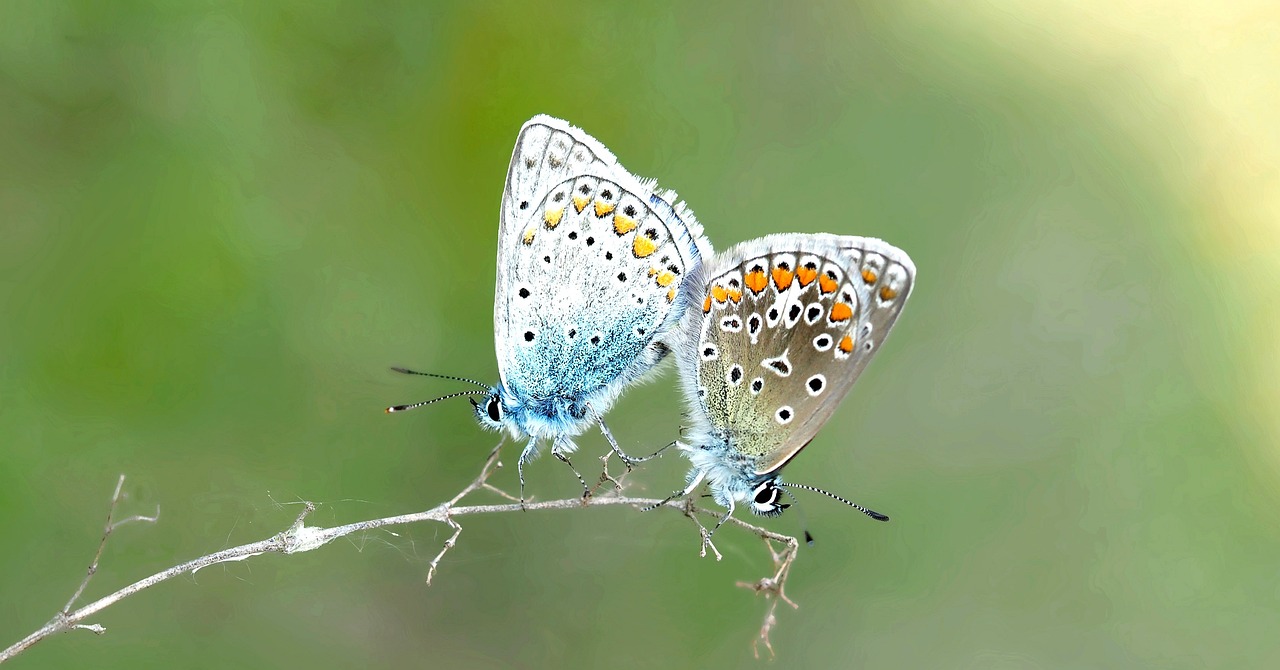 薩伊藍(lán)配龍魚(yú)（薩伊藍(lán)和雷龍混養(yǎng)） 薩伊藍(lán)魚(yú) 第2張