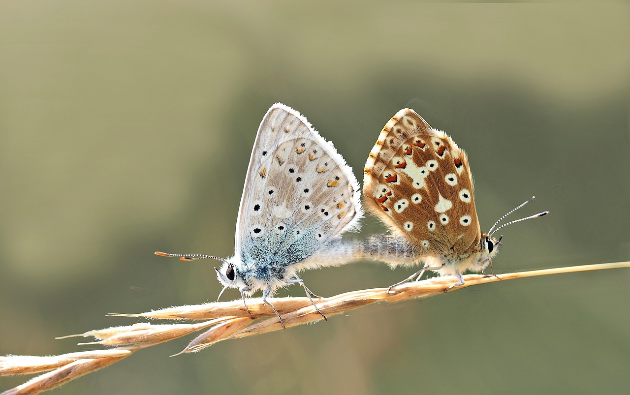 薩伊藍(lán)配龍魚(yú)（薩伊藍(lán)和雷龍混養(yǎng)） 薩伊藍(lán)魚(yú) 第3張