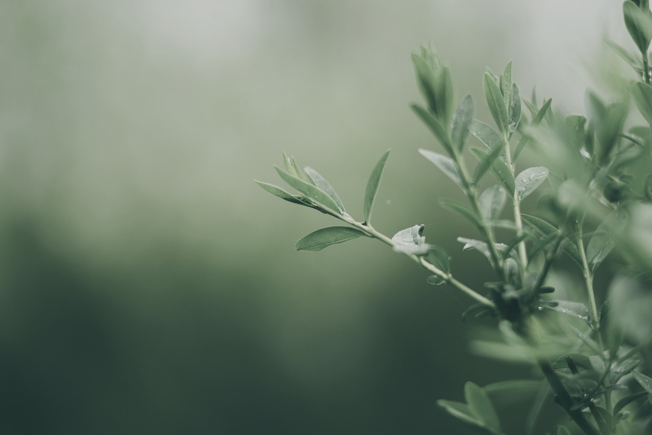 魚缸造景用蘆葦好不好呢（誰能說說魚缸凈水植物有哪些） 廣州景觀設(shè)計 第4張