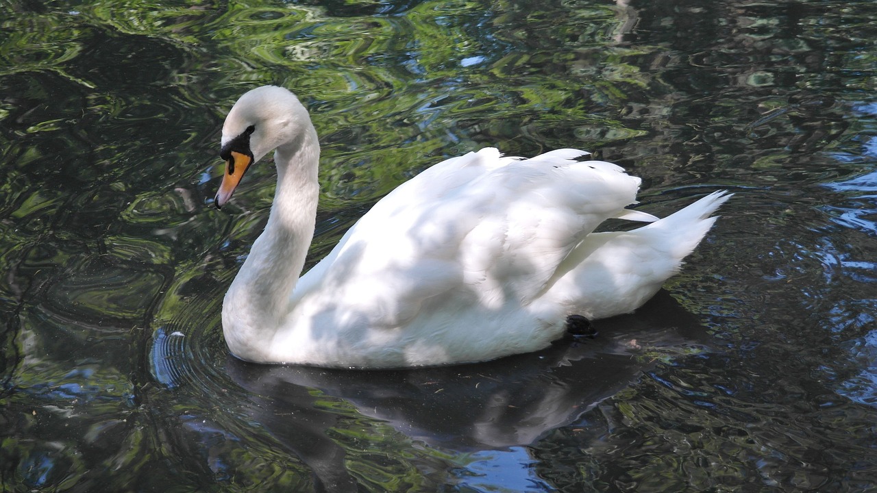 廣東魚(yú)塘適合養(yǎng)什么魚(yú)（白鰱魚(yú)廣東叫什么） 廣州景觀設(shè)計(jì) 第2張