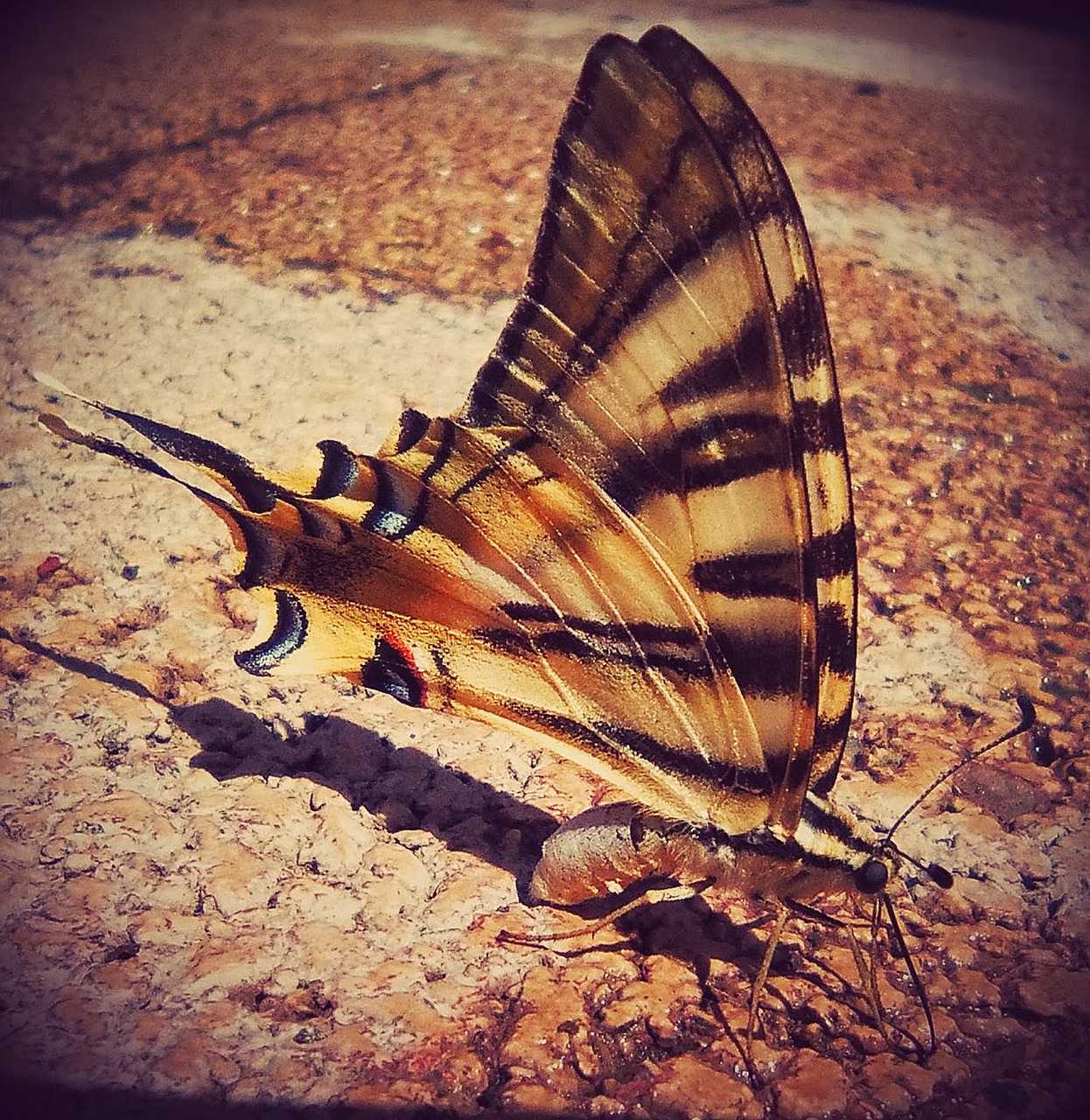 黑尾蝶魚(yú)身上變成黃色斑點(diǎn)(黑蝶尾變色了什么原因)