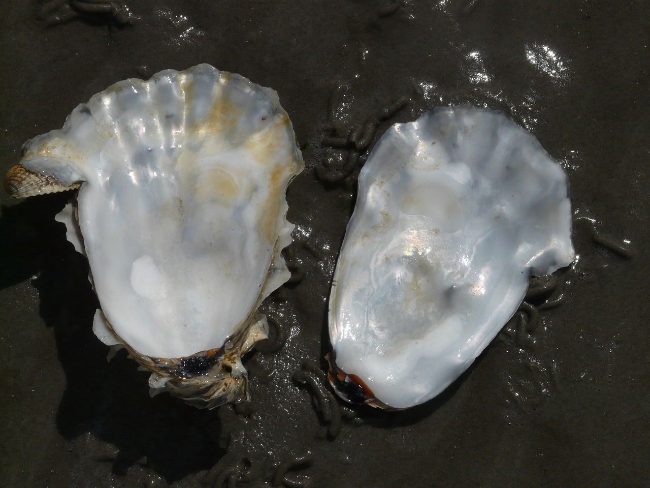 寶蓮燈魚(yú)的種類（寶蓮燈魚(yú)的種類圖片） 水族燈（魚(yú)缸燈） 第1張