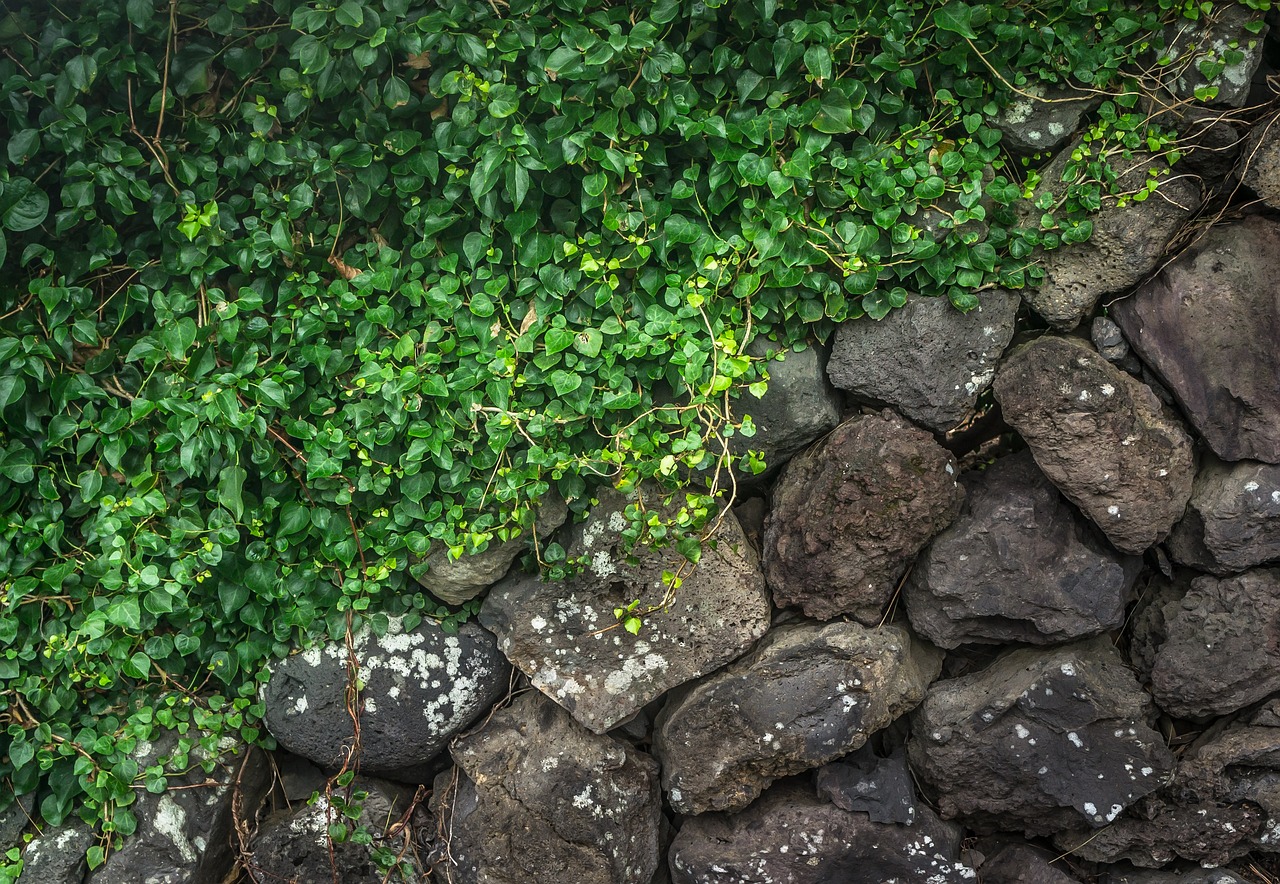 廣州植物墻公司有哪些公司（生活中有哪些殘忍的真相）