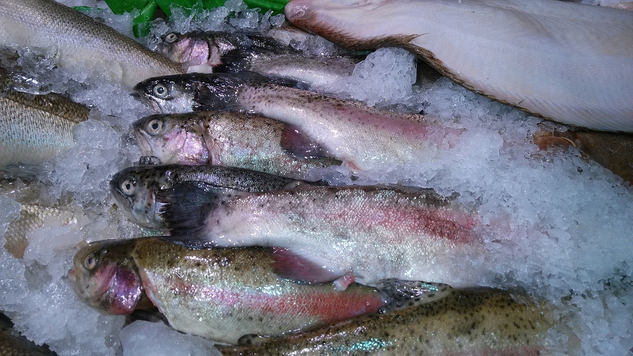 銀龍魚吃鸚鵡魚飼料可以嗎（銀龍魚和鸚鵡魚吃的一樣嗎） 鸚鵡魚 第3張