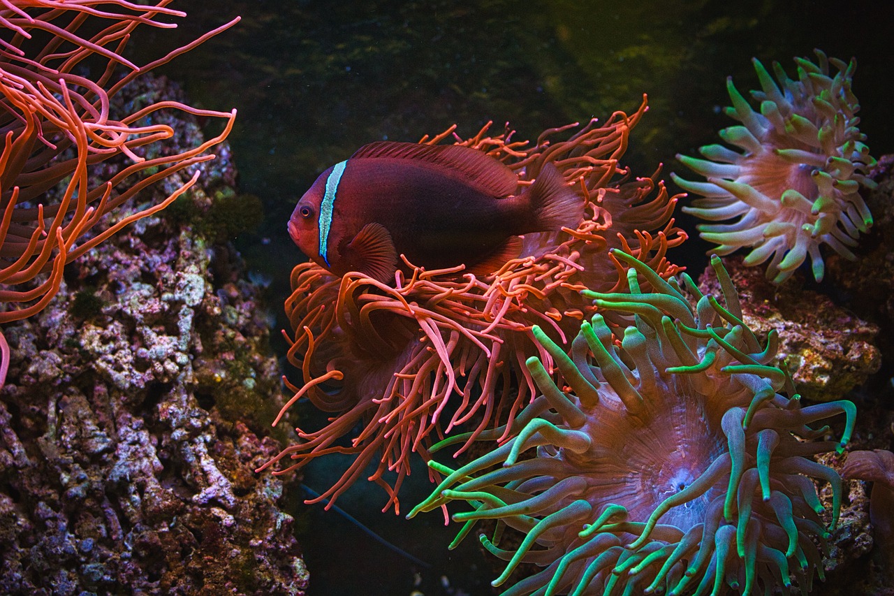 家庭水族館魚缸怎么擺放的（家庭水族館魚缸怎么擺放的好看）