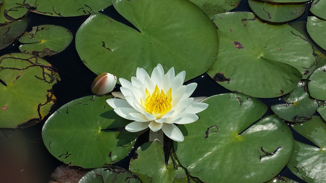 陽光照曬魚缸水變綠的原因是什么（太陽曬魚缸多久出綠苔怎么辦） 其他品牌魚缸 第1張