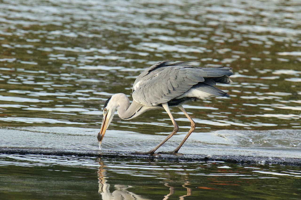 銀龍魚(yú)能不能和別的魚(yú)混合養(yǎng)一起（銀龍魚(yú)能和小魚(yú)混養(yǎng)嗎_） 銀龍魚(yú) 第1張