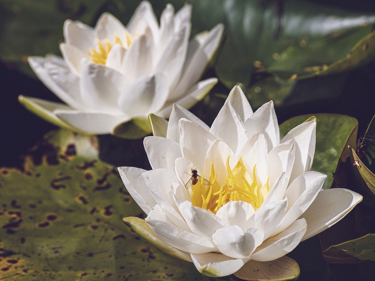 極品虎皮蘭壽（虎皮蘭壽與五花蘭壽的區(qū)別） 虎魚(yú)百科 第2張