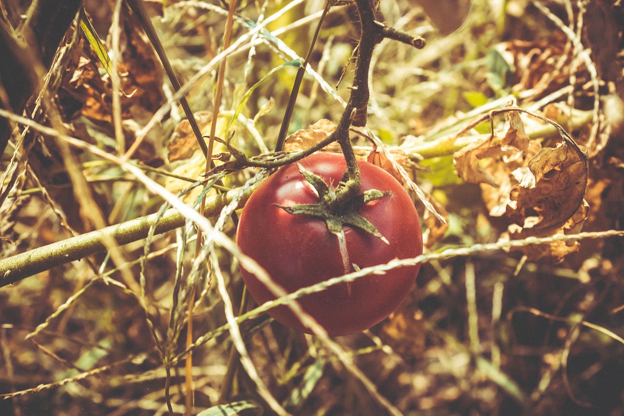 龍魚怕紅色嗎為什么呢(龍魚怕紅色嗎為什么呢)