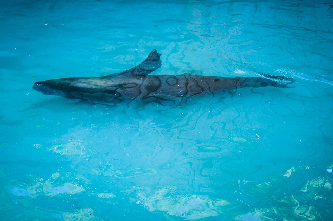 隨州水族批發(fā)市場有哪些？（隨州水族館） 養(yǎng)魚知識 第1張