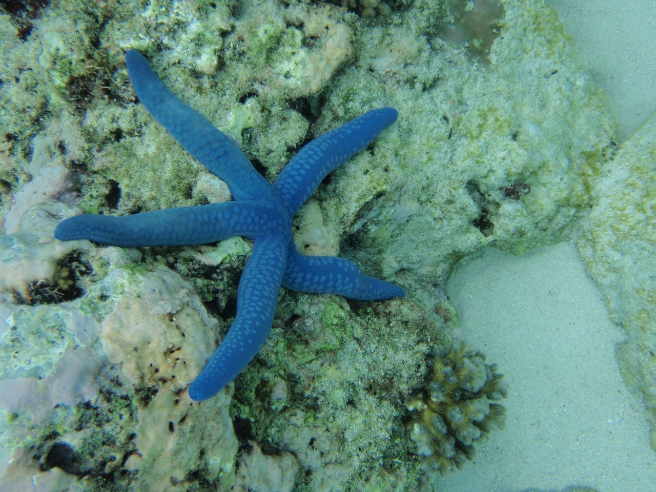 賀州水族批發(fā)市場(chǎng)在哪里啊電話(huà)號(hào)碼（賀州水族批發(fā)市場(chǎng)在哪里啊電話(huà)號(hào)碼查詢(xún)） 養(yǎng)魚(yú)知識(shí) 第3張