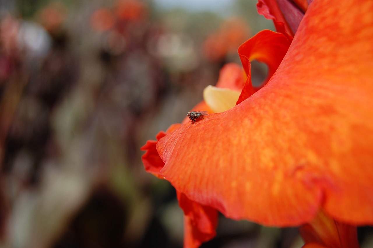 紅金花羅漢魚和泰金哪個好（羅漢魚紅金花和泰金的區(qū)別）