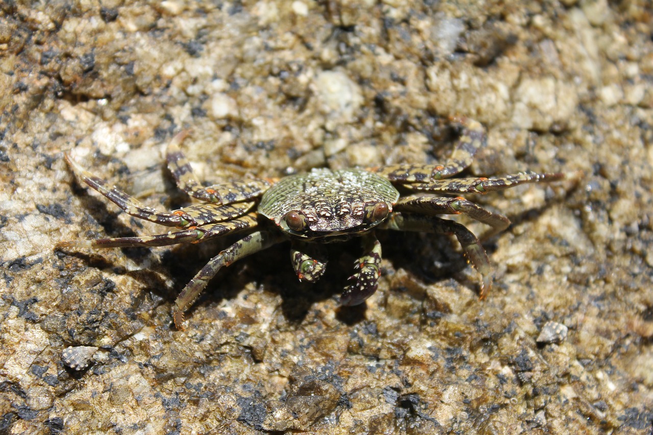 花老虎魚、花老虎魚、泰國虎魚、泰國虎魚、泰國虎魚