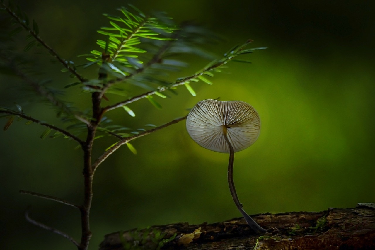 魚缸長(zhǎng)綠苔是好還是不好(魚缸里生綠苔好嗎)