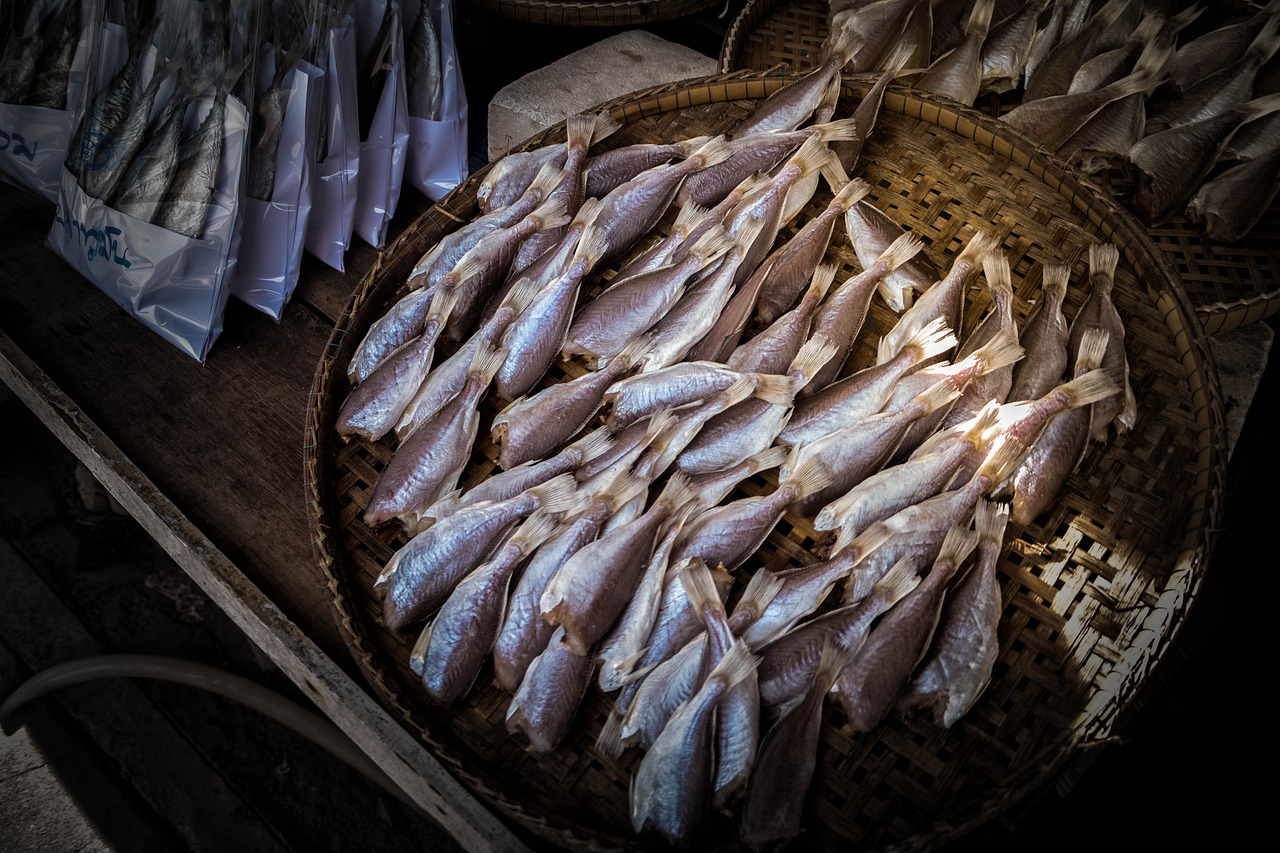 七彩雷龍魚(yú)溫度多少適宜喂食(七彩雷龍魚(yú)吃飼料嗎)