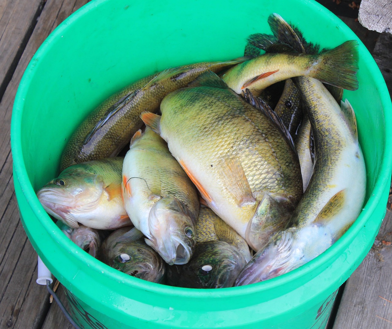 雷龍魚喂什么魚(雷龍魚喂食什么)