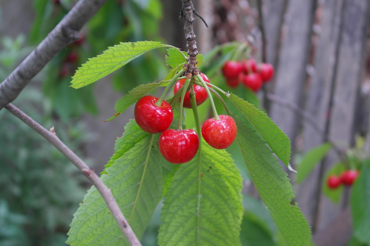 燕窩果種植技術(shù)(燕窩果種植技術(shù)和管理)