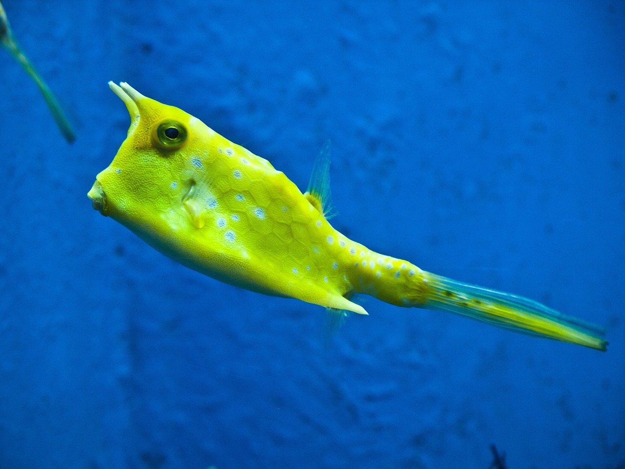 觀海水族魚(yú)缸養(yǎng)什么魚(yú)好（水族缸適合養(yǎng)什么魚(yú)） 其他品牌魚(yú)缸 第2張