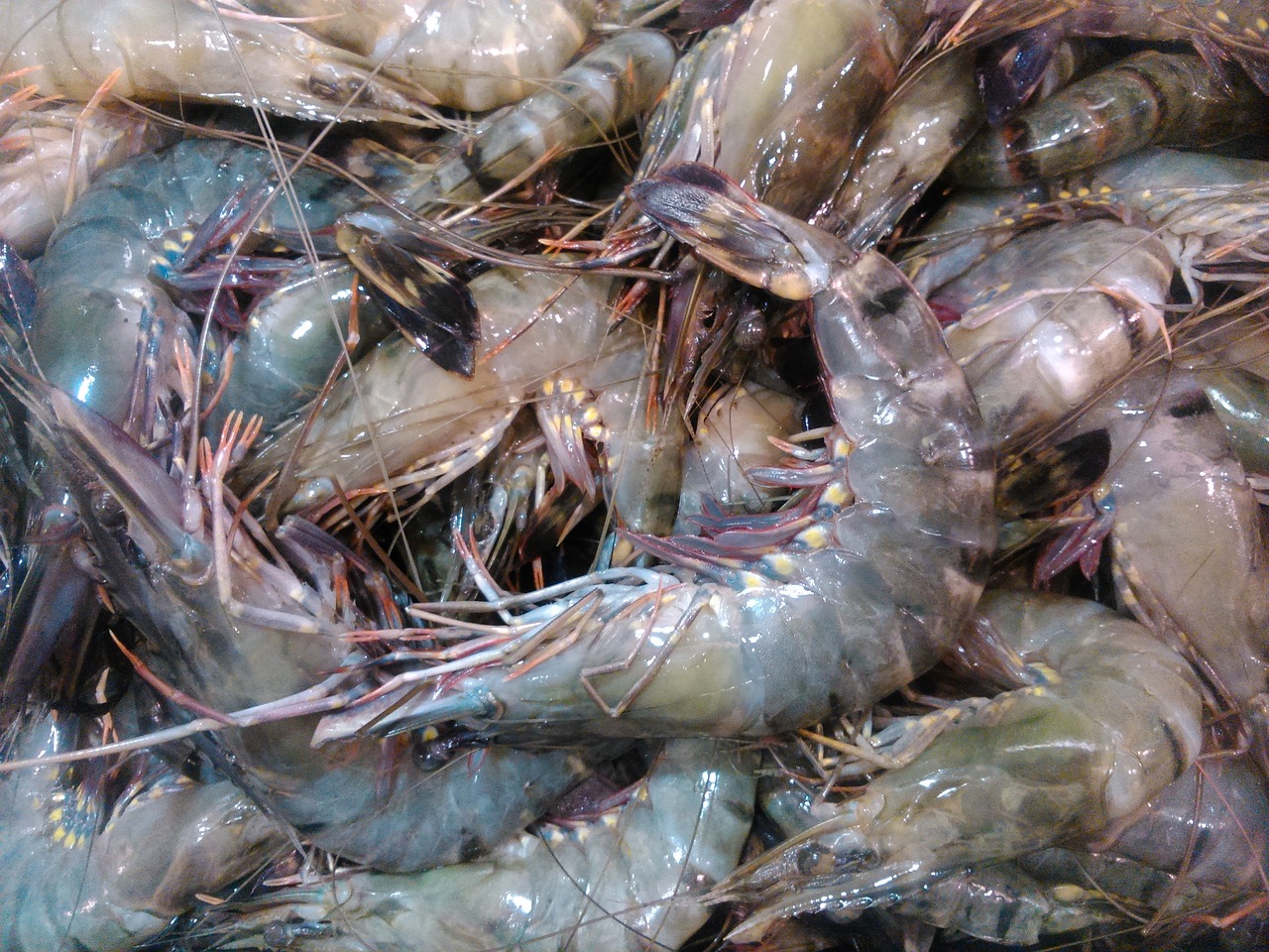 青島水族批發(fā)市場在哪里批發(fā)海鮮的（青島海鮮水產(chǎn)批發(fā)在哪） 養(yǎng)魚知識 第3張