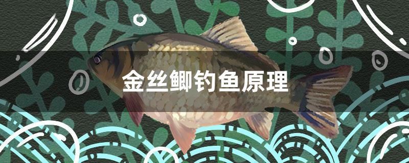 金絲鯽釣魚(yú)原理 龍魚(yú)百科