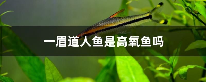 一眉道人魚是高氧魚嗎 細(xì)線銀板魚苗