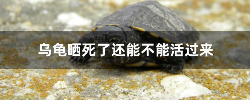 烏龜曬死了還能不能活過來 熊貓異形魚L46