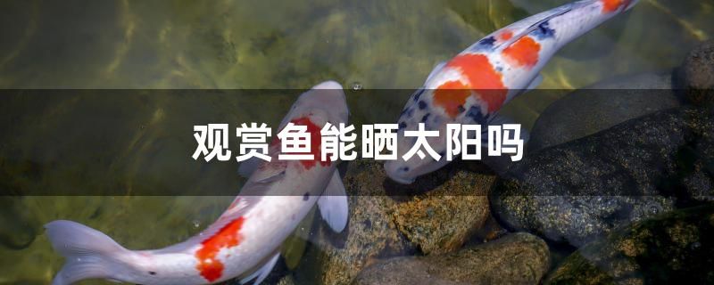 60厘米的金龍魚價(jià)格多少(60厘米金龍魚價(jià)格?)