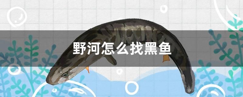 野河怎么找黑魚