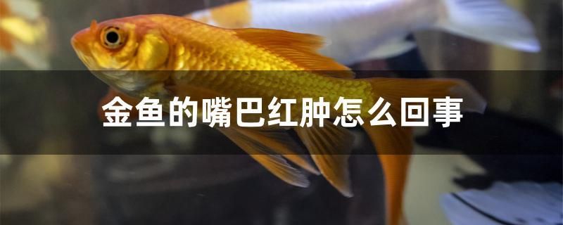 金魚的嘴巴紅腫怎么回事