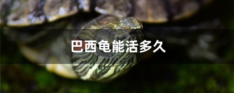 巴西龜能活多久 觀賞魚水族批發(fā)市場