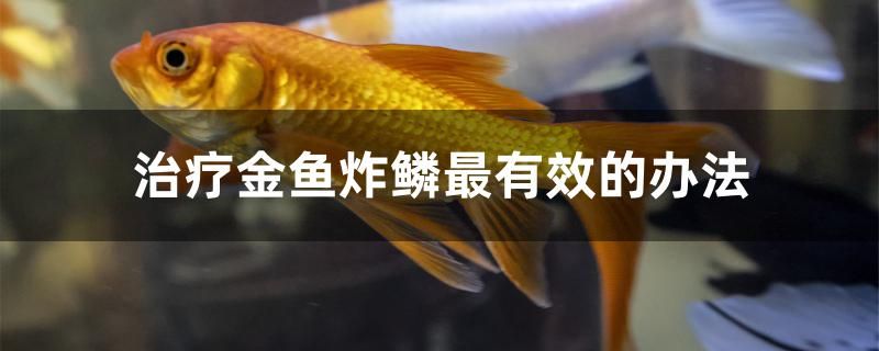 治療金魚炸鱗最有效的辦法 紅尾平克魚