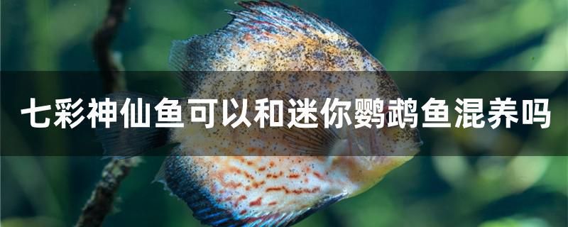 七彩神仙魚可以和迷你鸚鵡魚混養(yǎng)嗎