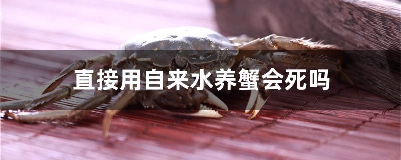 直接用自來水養(yǎng)蟹會死嗎