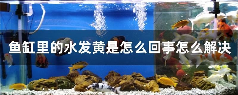 魚缸里的水發(fā)黃是怎么回事怎么解決 黃金招財貓魚