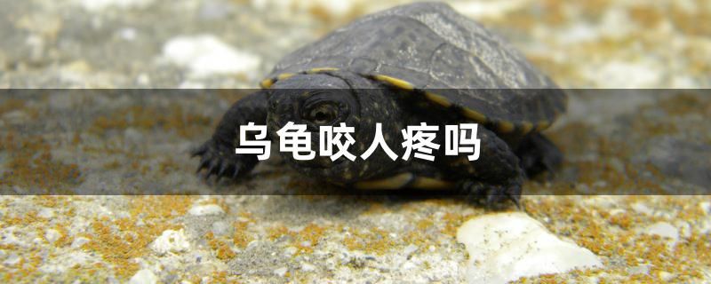 森森和創(chuàng)寧變頻潛水泵（森森潛水泵好還是創(chuàng)星的好） 孵化器