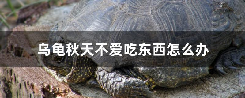 烏龜秋天不愛吃東西怎么辦 魚缸定做